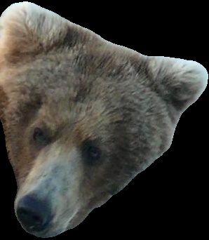 An example of a bear chip