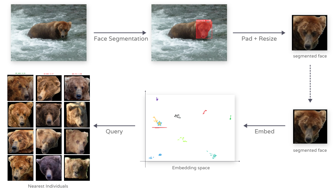 Complete pipeline to identify bears