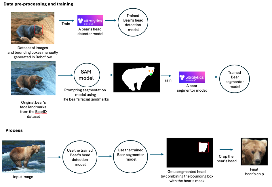 Training process and inference pipeline of the bear face detection