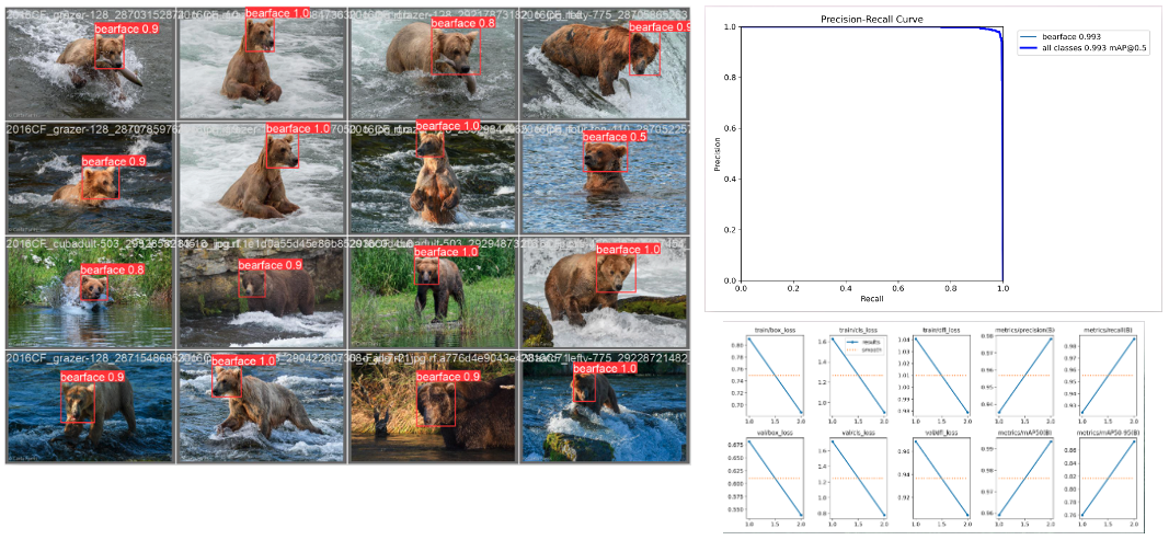 Results of a YOLOv8 bear face detector model
